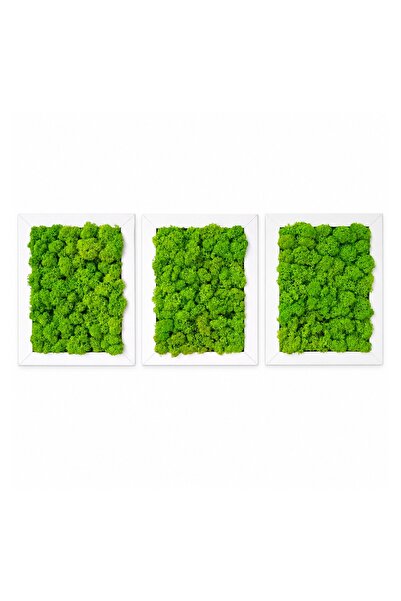 Ellis Garden Set de 3 rame decorative cu licheni stabilizați, 13 x 18 cm