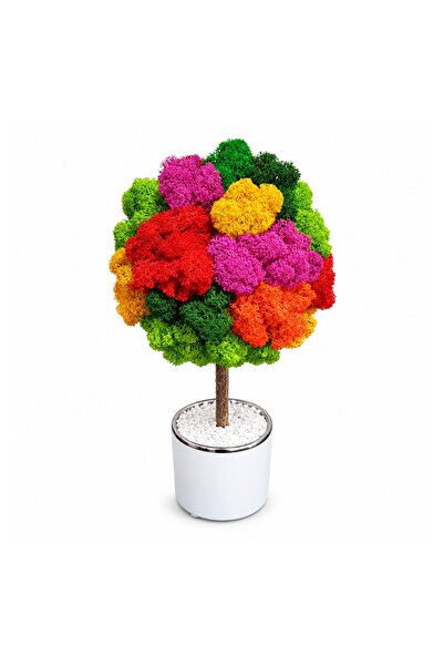 Ellis Garden Copac decorativ cu licență stabilizată, H24-26 cm