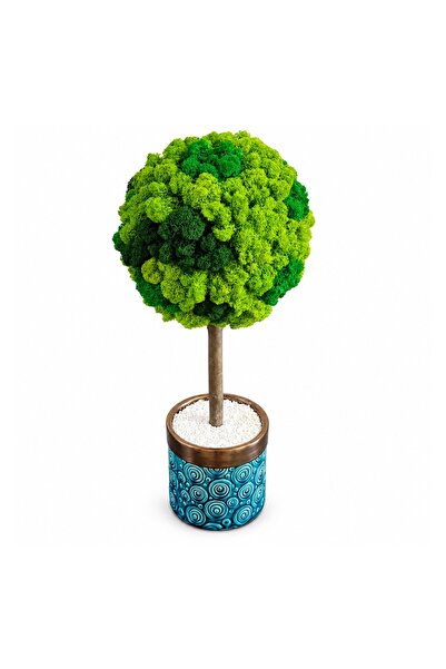 Ellis Garden Copac decorativ cu licență stabilizată, H53 cm