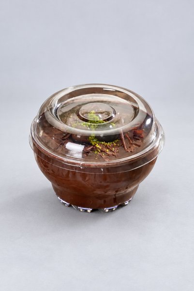 Köksal Pack 25 Pieces of 300 Cc Karaman Mica Bowl, Profiterol and Dessert Presentation Bowl