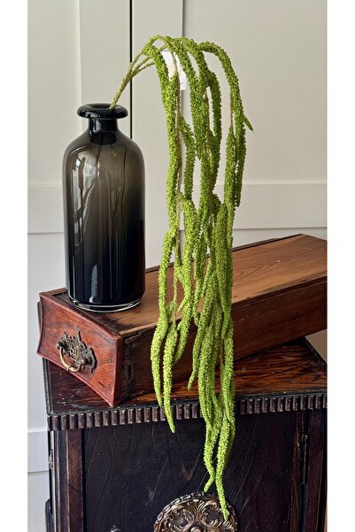 Yeşil yapay Amarantus (Amaranthus)