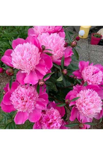 Bloom & Sow Seed بذور الفاوانيا الوردية اللامعة، 100 بذرة، فاوانيا مزدوجة ورد...
