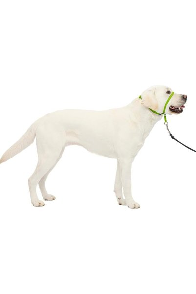 PetSafe طوق رأس الكلب من جينتل ليدر بدون سحب - الحل الأمثل لمنع السحب - يعيد ...