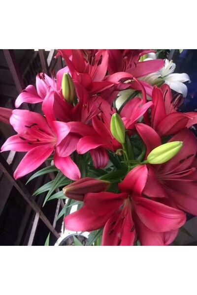 Bloom & Sow Seed بذور زنبق أحمر غامق، 100 بذرة، زنبق أحمر بورجوندي غني بالرائ...