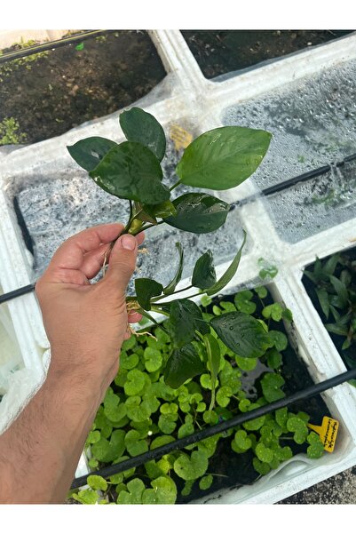 Anubias barteri diamond 5-7 yapraklı akvaryum bitkisi