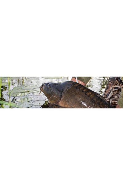 Anaconda Fir de pescuit HALLOWEEN CARP 0,33mm 1200m