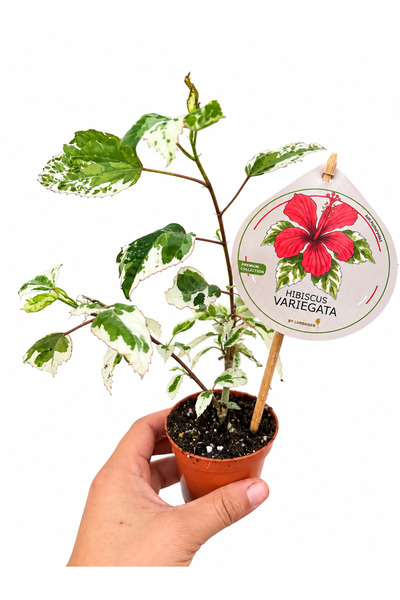 nazlı çiçekçilik Hibiscus Rosa-Sinensis ‘Variegata’ Alacalı Çin Gülü Fidesi – Dekoratif Çiçekli Süs Bitkisi