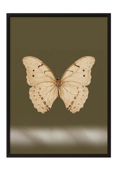 Postifull Cream Color Butterfly Poster – Black Framed Painting No:160157