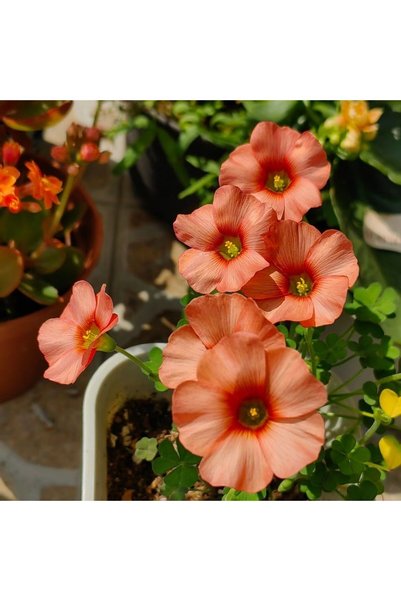 Bloom & Sow Seed 100 حبة بذور أوكساليس حمراء برتقالية، بذور زهور متعددة الأزه...