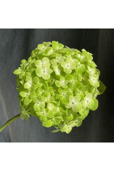 Bloom & Sow Seed Light Green Hydrangea Seeds, Perennial Large Ball Flower See...