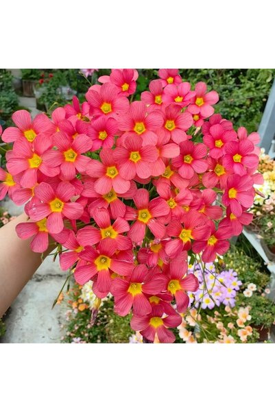 Bloom & Sow Seed 100 قطعة من بذور أوكساليس المخططة الحمراء، بذور زهرة الشامرو...