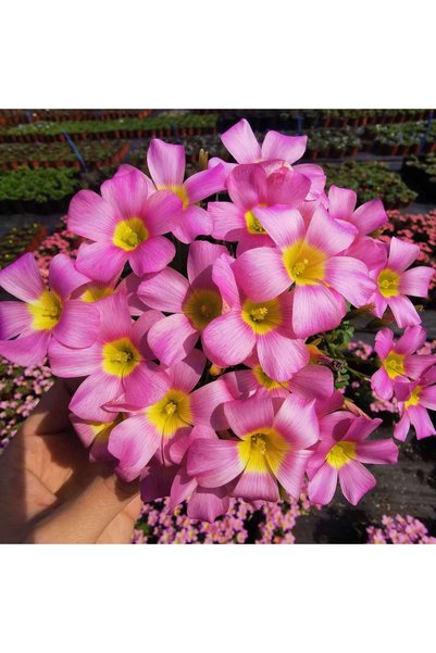 Bloom & Sow Seed 100 قطعة من بذور الأوكساليس الوردية، بذور زهرة الشامروك الور...