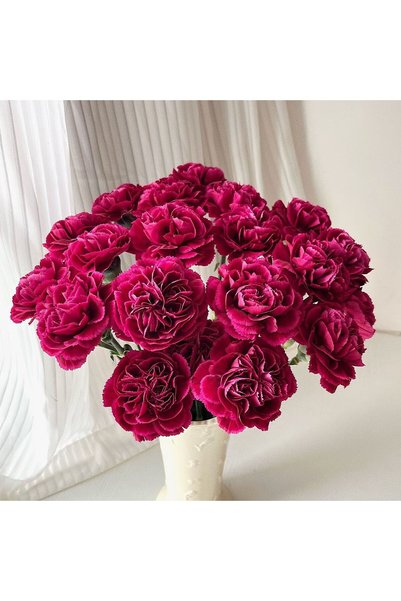 Bloom & Sow Seed بذور القرنفل الأحمر الفوشيا، بذور القرنفل المزدوجة متعددة ال...
