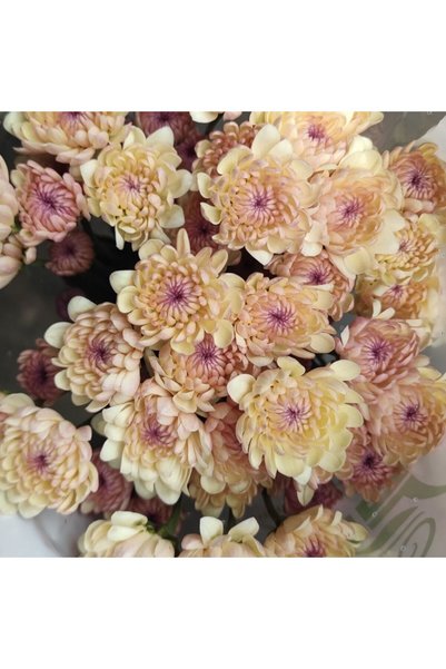 Bloom & Sow Seed بذور أقحوان بنفسجي كريمي اللون، بذور زهور مزدوجة متعددة الأز...