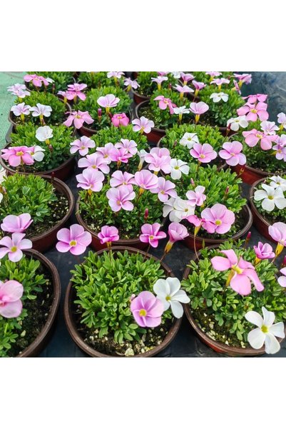 Bloom & Sow Seed 100 قطعة من بذور الأوكساليس المختلطة باللونين الوردي والأبيض...