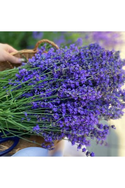 Bloom & Sow Seed بذور اللافندر الأرجواني، بذور أعشاب عطرية متعددة الأزهار للح...
