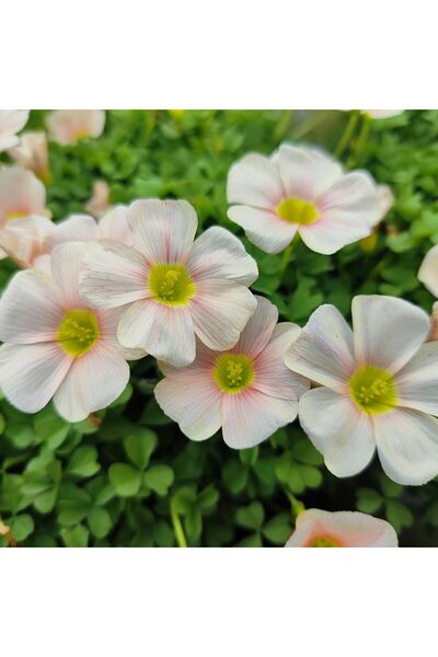 Bloom & Sow Seed بذور أوكساليس بيضاء بعروق وردية، بذور زهور متعددة الأزهار لت...