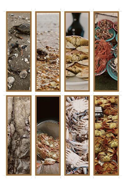 OEM Set 8 semne de carte cu tematica cochilie de crab, design elegant, carton...
