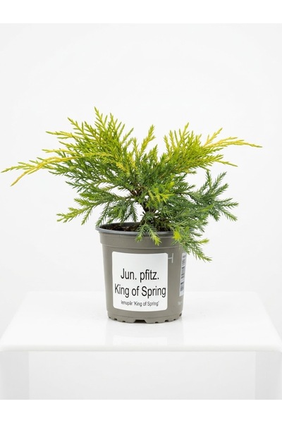 OEM Хвойна растение 'Крал на пролетта' (Juniperus x pfitzeriana 'King of Spri...