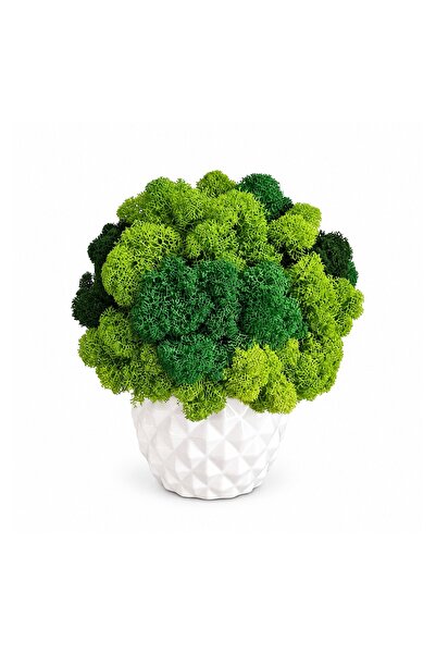 Ellis Garden Ghiveci cu licheni stabilizați H20 cm