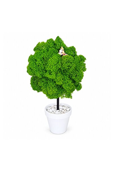Ellis Garden Arbore decorativ cu licență stabilizată, H18-20 cm