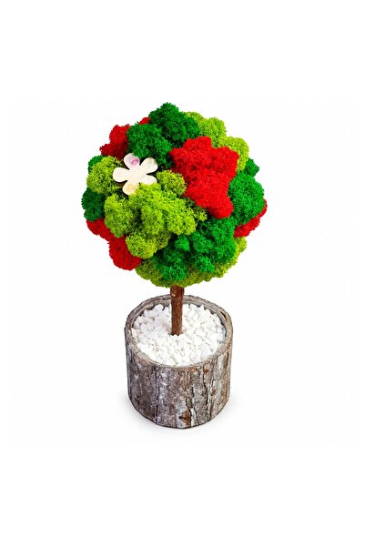 Ellis Garden Copac decorativ cu licență stabilizată, H24-26 cm