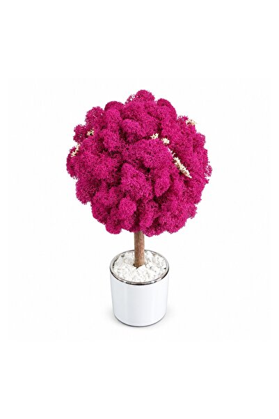 Ellis Garden Copac decorativ cu licență stabilizată, H24-26 cm