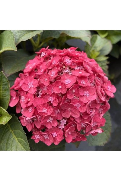 Bloom & Sow Seed 100 بذرة من زهور الهيدرانجيا الحمراء العميقة، زهور هيدرانجيا...