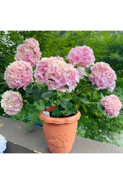 Bloom & Sow Seed 100 بذرة من زهور الهيدرانجيا الوردية المنقطة، زهور هيدرانجيا...
