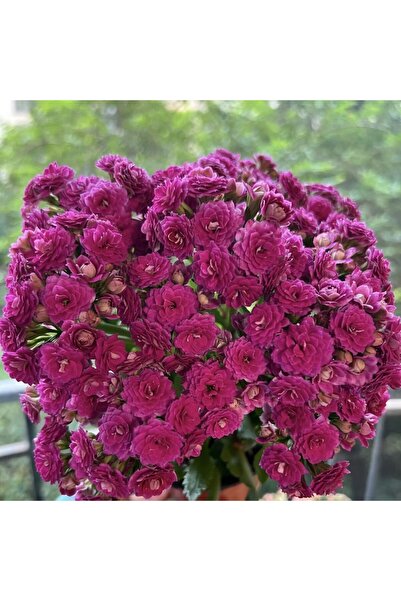 Bloom & Sow Seed بذور كالانشوي مزدوجة بلون أرجواني غامق، 100 بذرة، كالانشوي م...