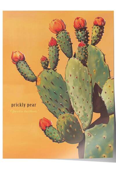Postifull Poster fără ramă cu cactusul „Opuntia basilaris” Nr.: 180288