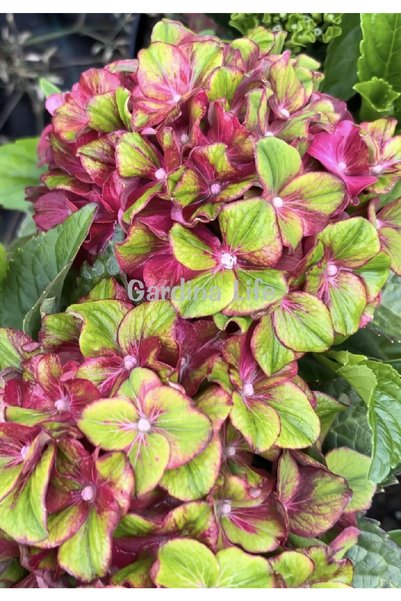 Gardina Ortanca Fidanı (Hydrangea Mac.Glossy Lips) ALACALI ÇİÇEKLİ ( Yeşil - ...