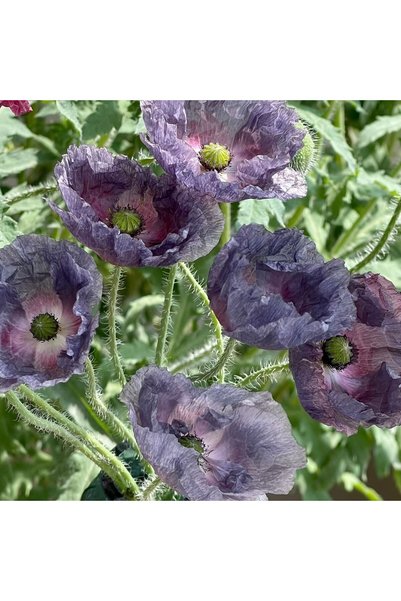Bloom & Sow Seed بذور الخشخاش الأيسلندي الرمادي الأرجواني، 100 بذرة، خشخاش أي...