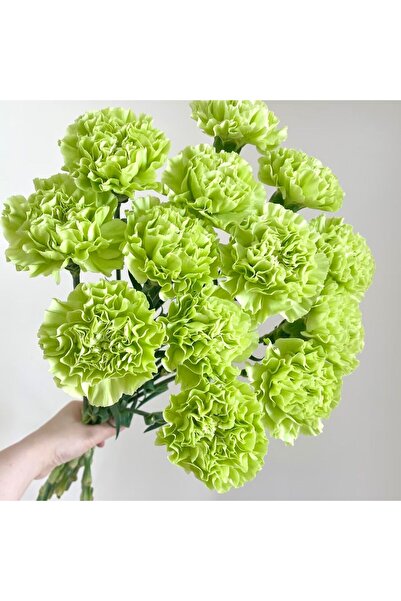 Bloom & Sow Seed Green Carnation Seeds,100 Seeds,Fresh Green Dianthus Caryoph...