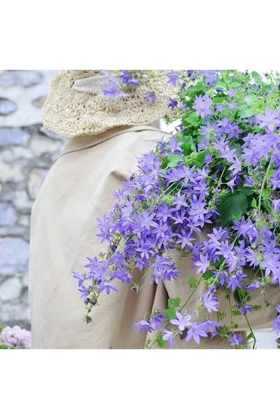 Bloom & Sow Seed Light Blue Trailing Bellflower Seeds,100 Seeds,Trailing Ligh...