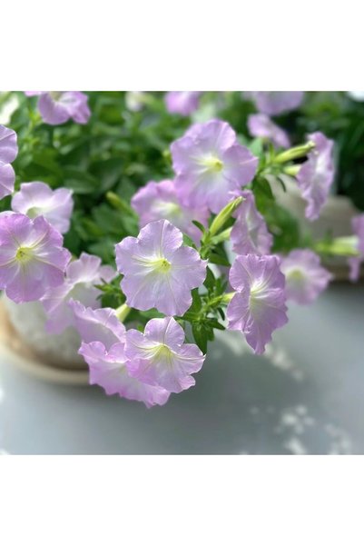 Bloom & Sow Seed بذور بتونيا لافندر فاتح، 100 بذرة، بتونيا جرانديفلورا بنفسجي...