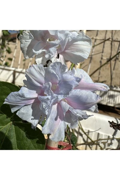 Bloom & Sow Seed بذور زهرة الصباح المزدوجة باللون الأزرق الفاتح والوردي، 100 ...