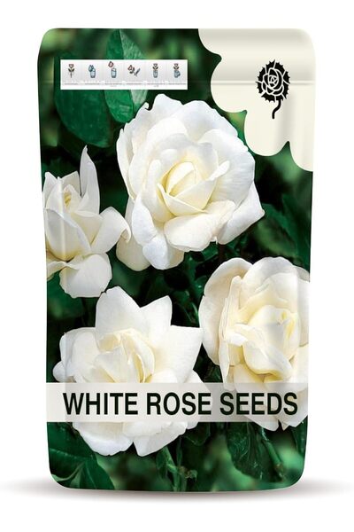 Generic Black Rose Seeds for Planting – Easy-to-Grow Black Rose Flower Seeds ...