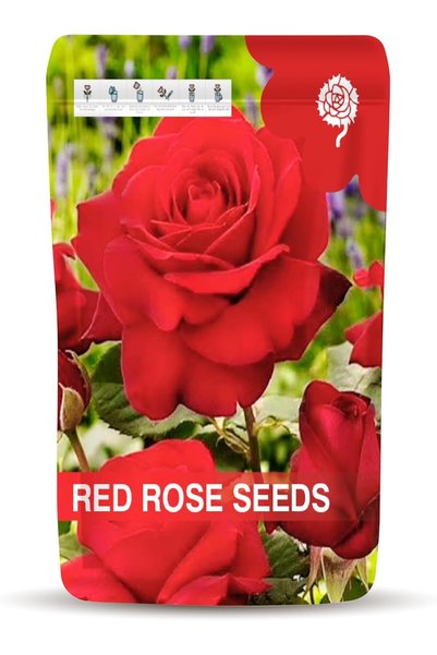 Generic Black Rose Seeds for Planting – Easy-to-Grow Black Rose Flower Seeds ...