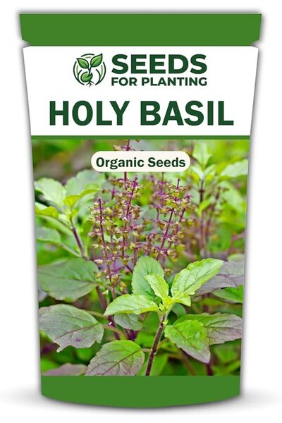 Generic بذور الريحان المقدس للزراعة، بذور عشبة التولسي للحدائق المنزلية والأص...