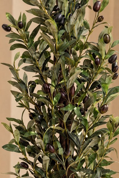 CENTRHOME Olive Tree 165-160cm High with Rootstock