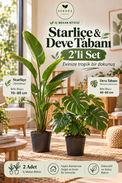 serada decor & plant Videolu Ikili Set Starliçe Deve Tabanı (80 . CM)2 Adet I...
