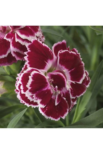 Gardina Karanfil Fidesi White Bicolor 1 Adet