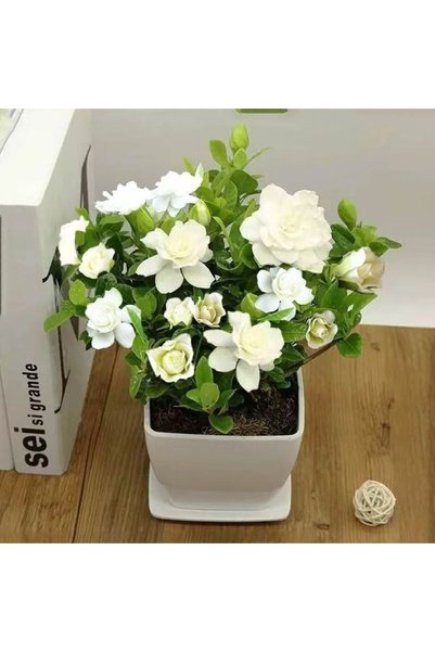Bloom & Sow Seed بذور الغاردينيا، 100 بذرة، غاردينيا بيضاء عطرية للزراعة في ا...
