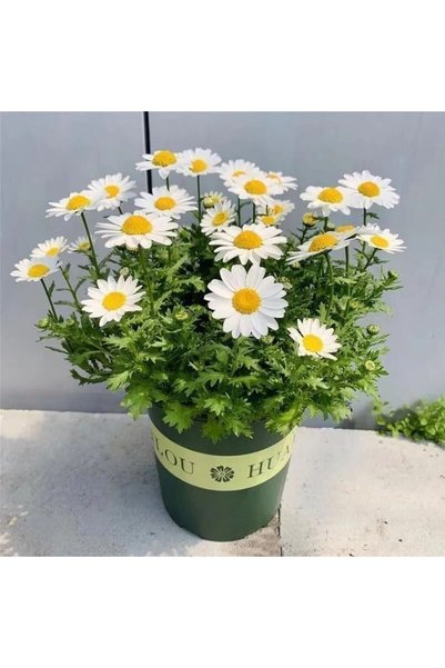 Bloom & Sow Seed بذور زهرة الليوكانثيموم سوبربوم، 100 بذرة، زهرة ديزي شاستا ل...