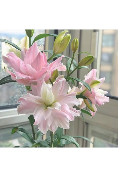 Bloom & Sow Seed بذور زنبق وردي فاتح مزدوج، 100 بذرة، زنبق وردي باستيل مزدوج ...