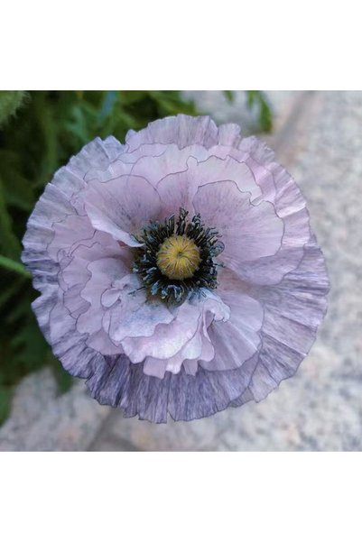 Bloom & Sow Seed بذور الخشخاش الأيسلندي الرمادي اللافندر، 100 بذرة، بذور نادي...
