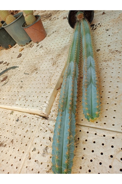 2'li 120-200 cmMavi sütun kaktüs-Pilosocereus azureus Pilosocereus pachycladus