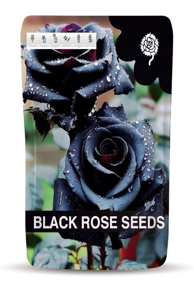 Generic Black Rose Seeds for Planting – Easy-to-Grow Black Rose Flower Seeds ...
