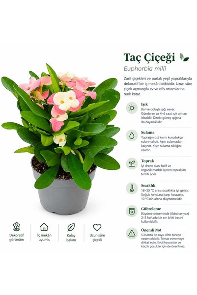 Mery Flowers Euphorbia Milii - Dikenler Tacı - Taç Çiçeği